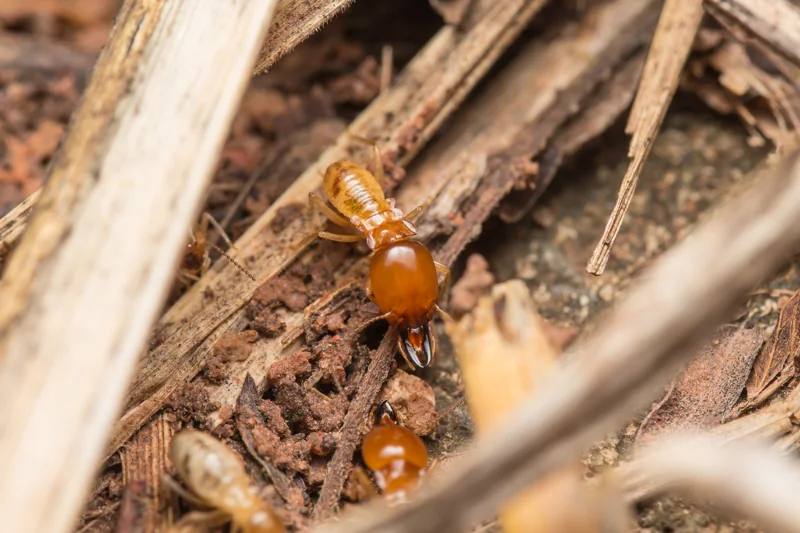 Close-up of termites damaging wood showing early termite infestation signs in Charlotte