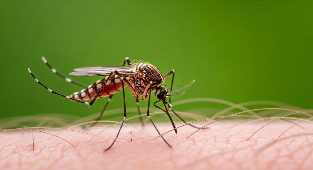 Mosquito biting a hand, highlighting the need for mosquito control in Charlotte